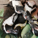 Dead African penguins being prepared for post-mortems.